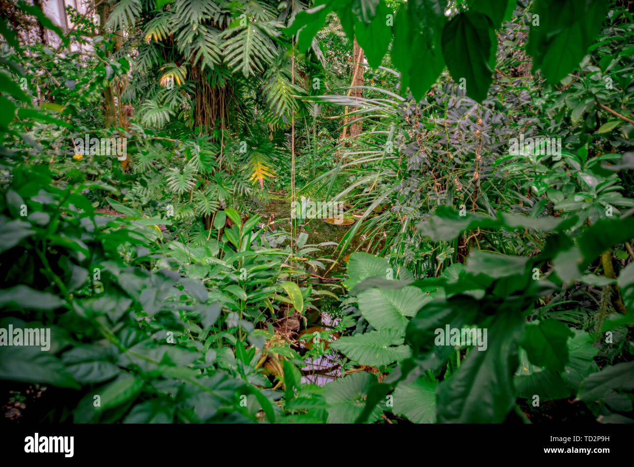 different plants in the jungle Stock Photo Alamy