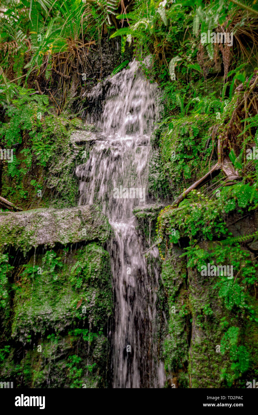 Stream forest in deep jungle hi-res stock photography and images - Alamy
