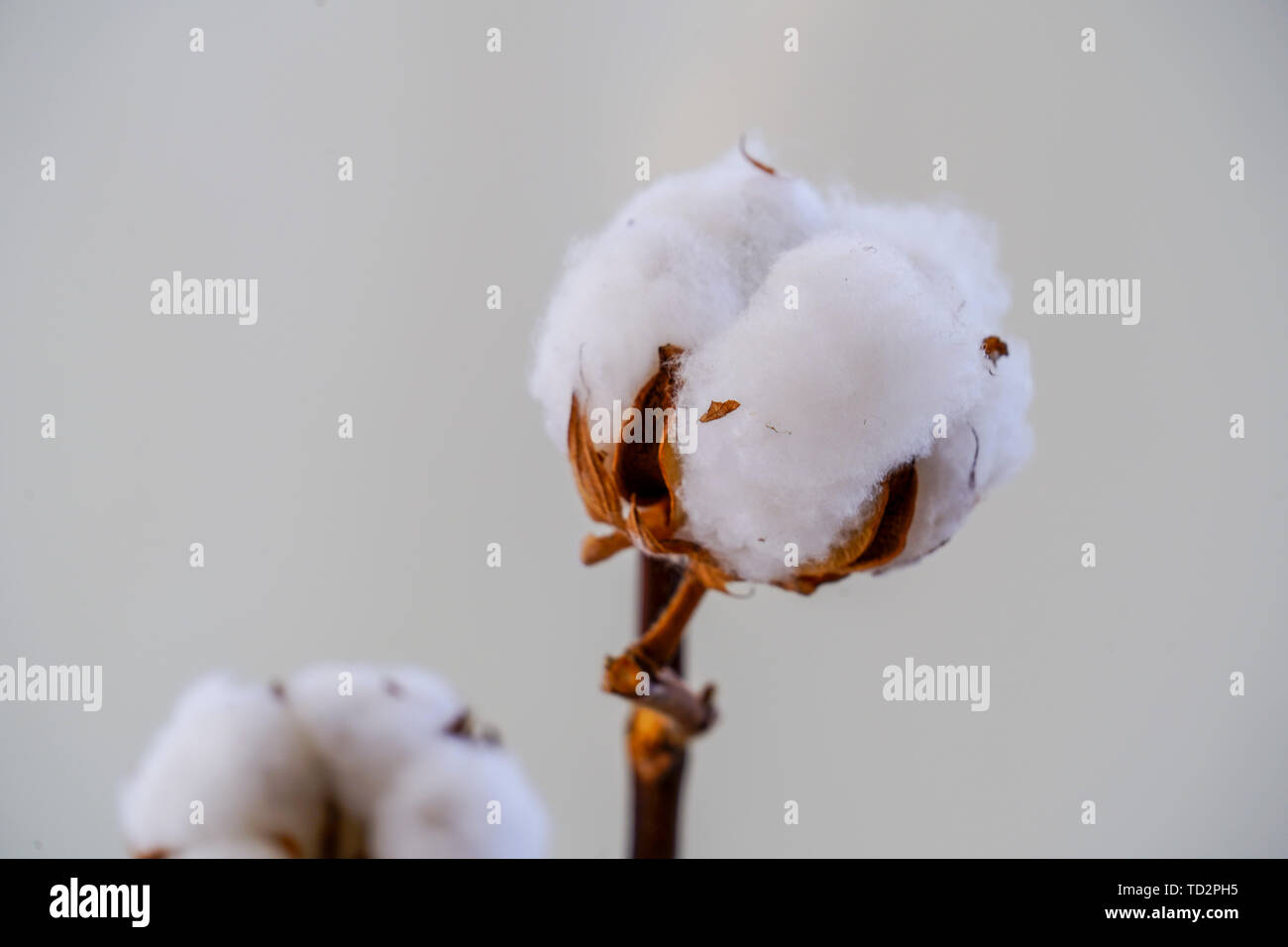 Cotton is a soft, fluffy staple fiber that grows in a boll, or protective capsule, around the seeds of cotton plants of the genus Gossypium. The fiber Stock Photo