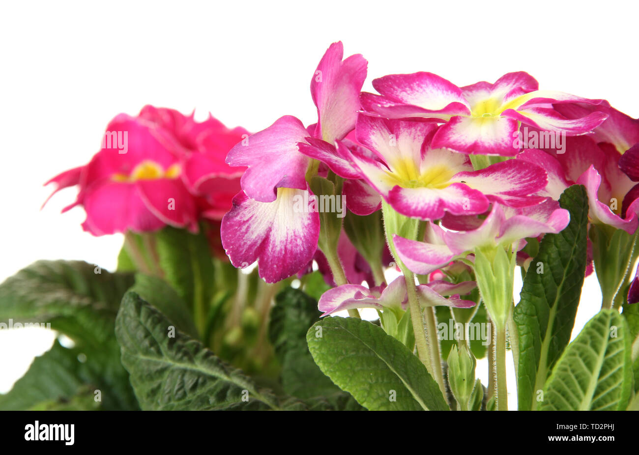 Beautiful pink primulas, isolated on white Stock Photo