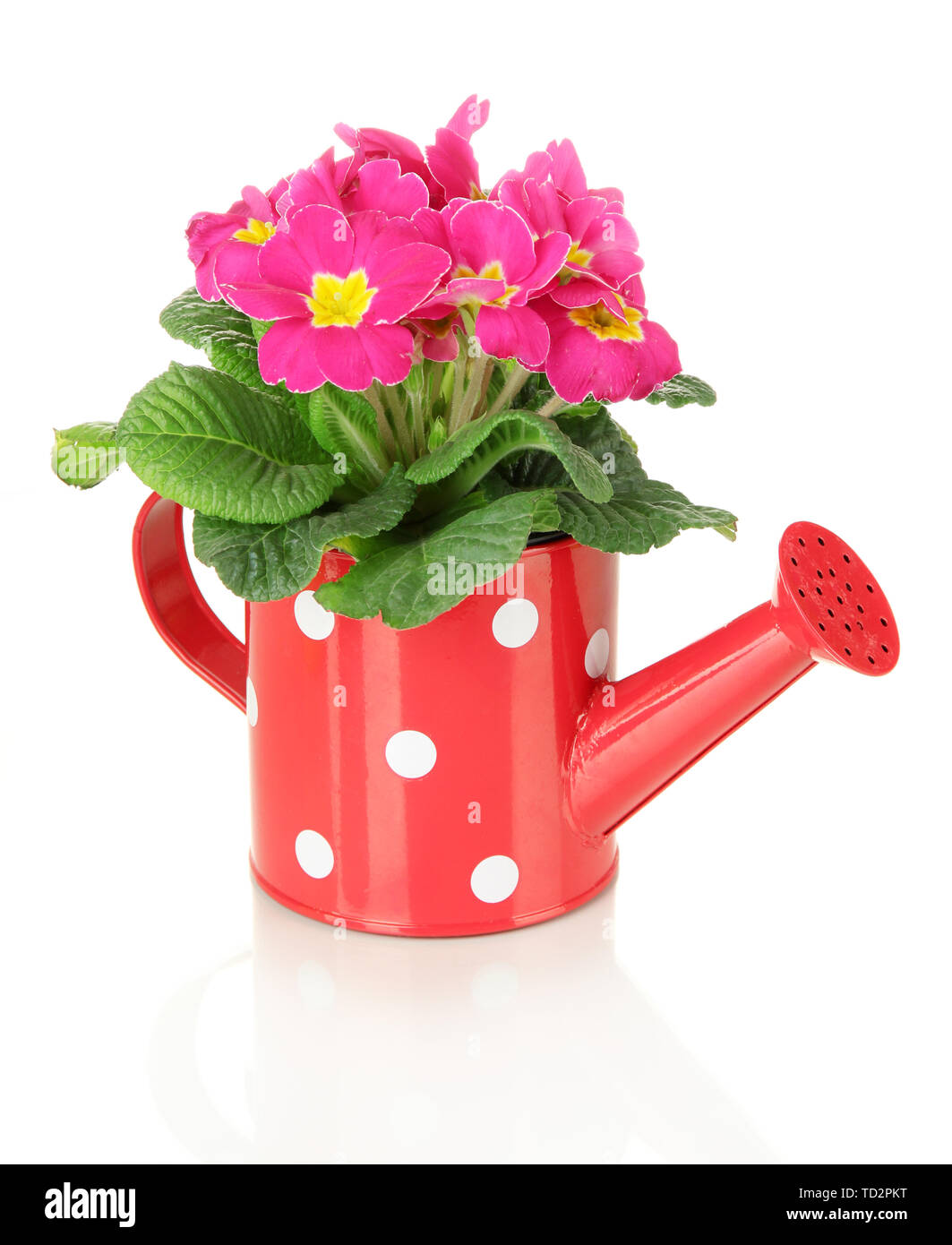 Beautiful pink primula in watering can, isolated on white Stock Photo ...