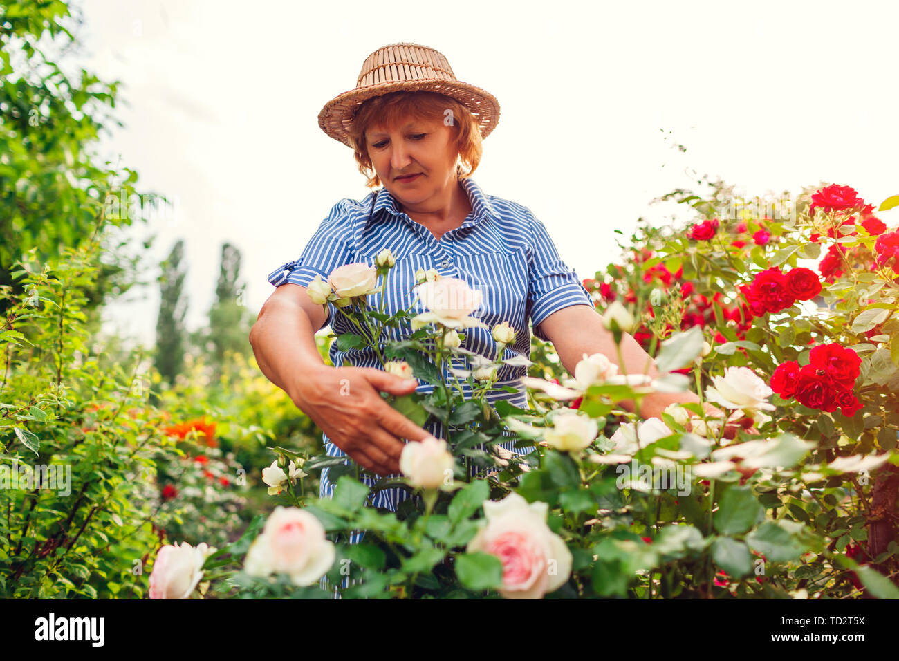 Senior woman gathering flowers in garden. Middle-aged woman hugging ...