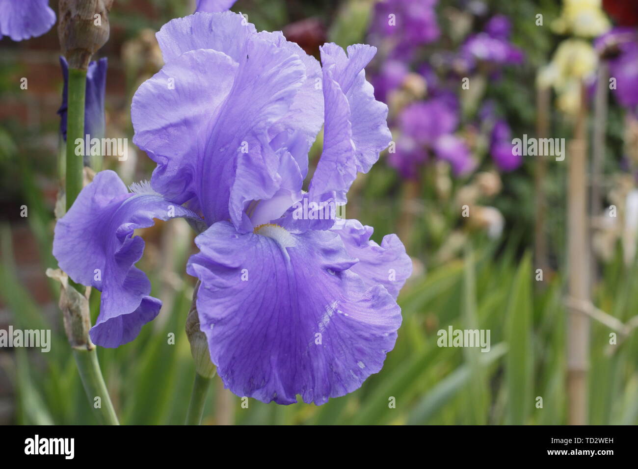 Iris 'Wharfedale' Tall bearded iris flower in May Stock Photo