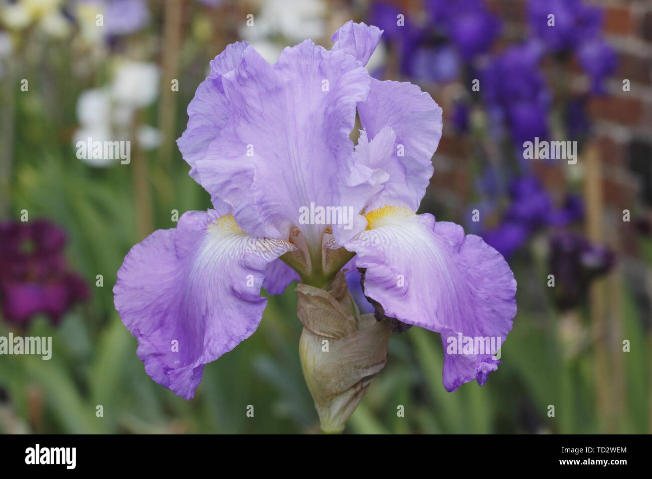 Tall bearded iris 'Wharfedale' flowering in May Stock Photo