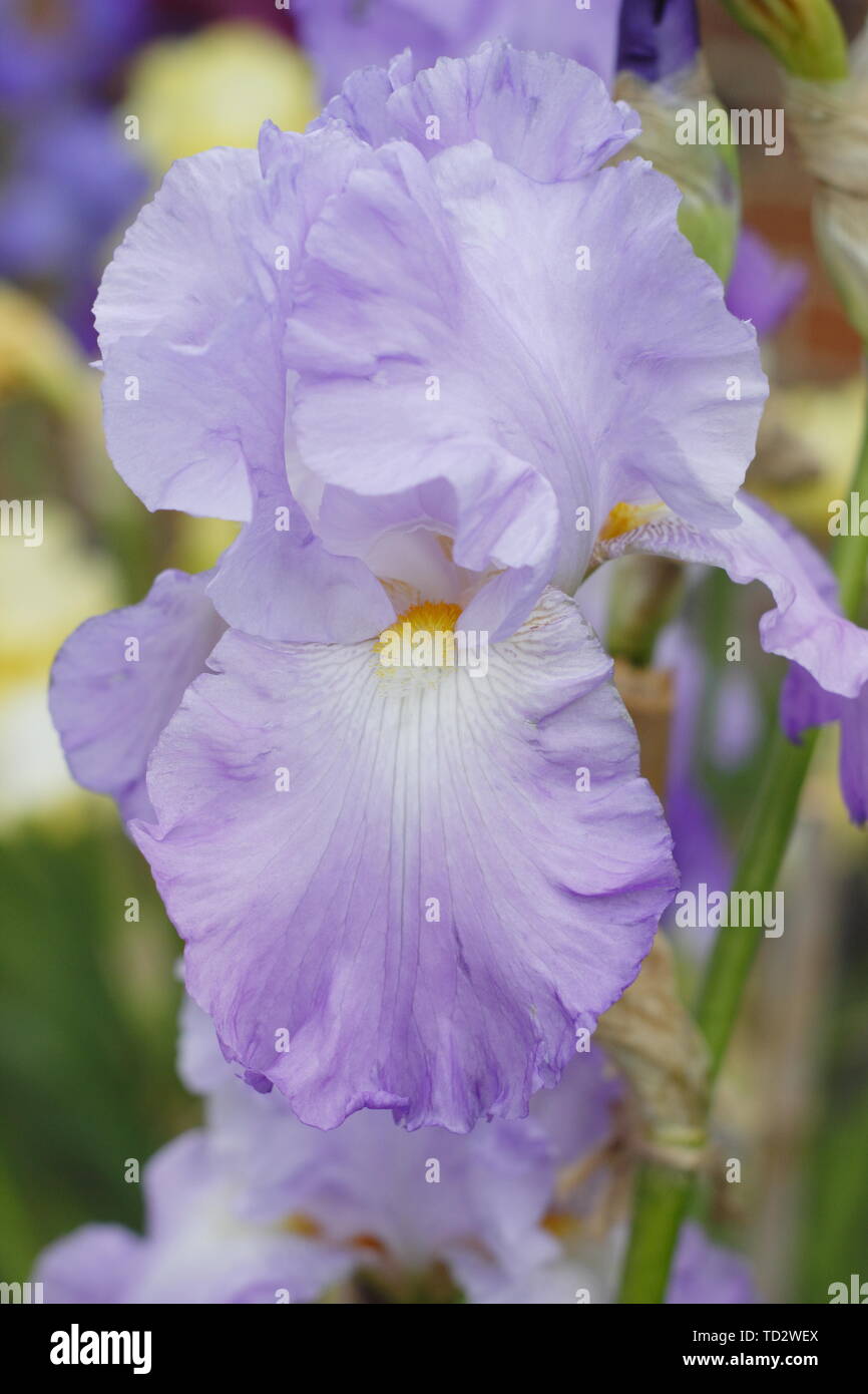 Tall beasrded iris 'Annabel Jane', bred by Bryan Dodsworth - May. UK ...