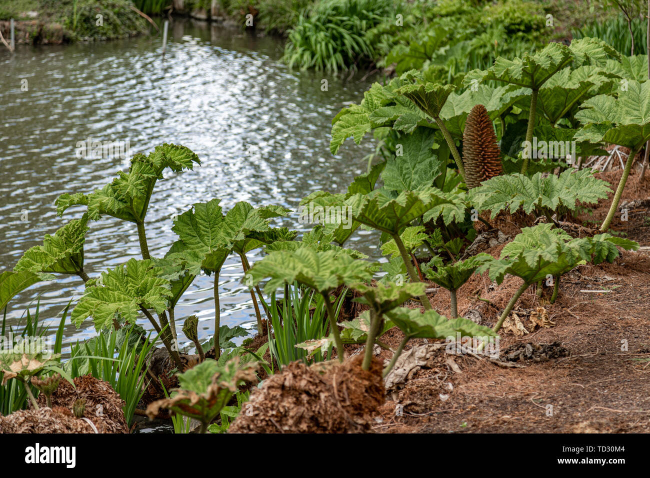 Giant rhubarb along the pond in front of the Palm House in Kew Gardens, London. Stock Photo