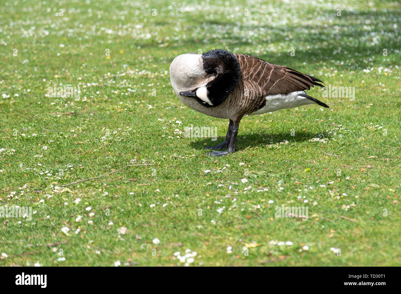Canada goose valladolid online