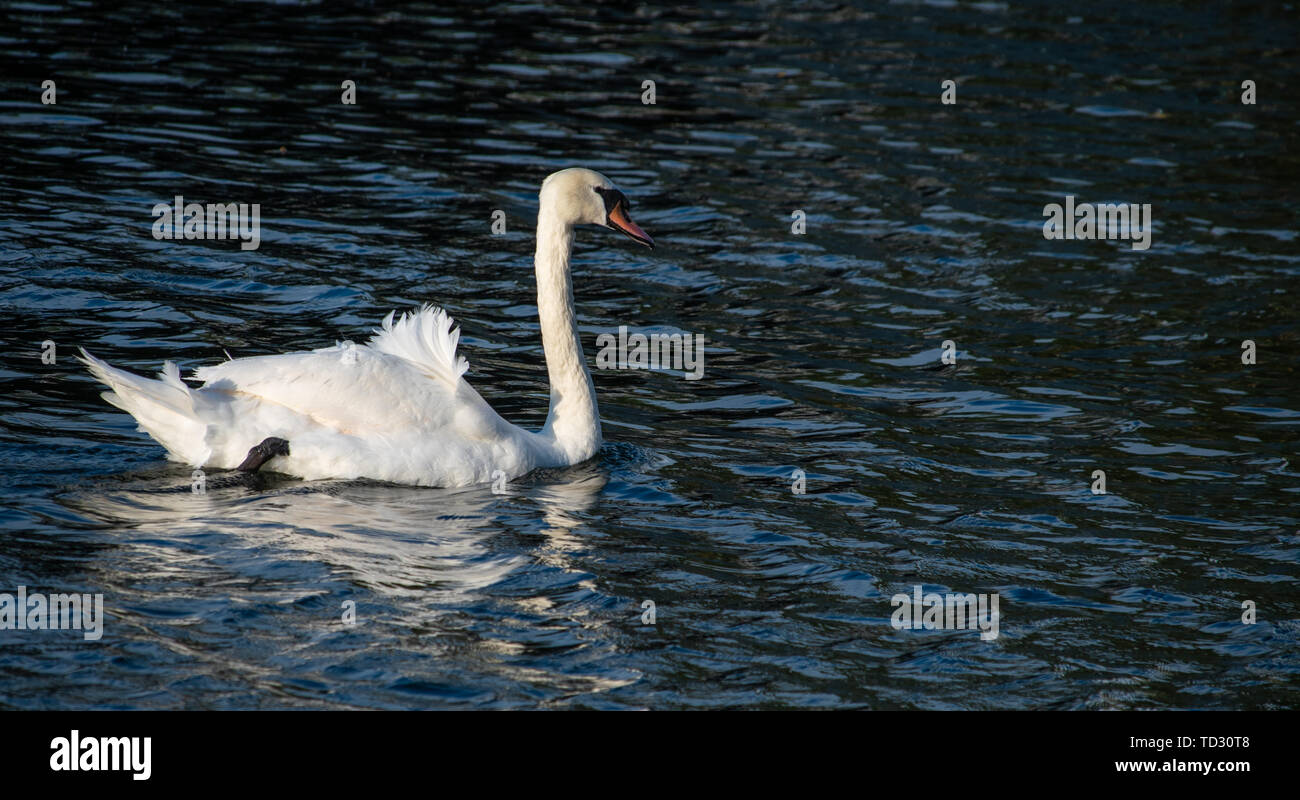 Swan Ruffed A Mute Swan with ruffled feathers swimas along teh river Thames - with ...