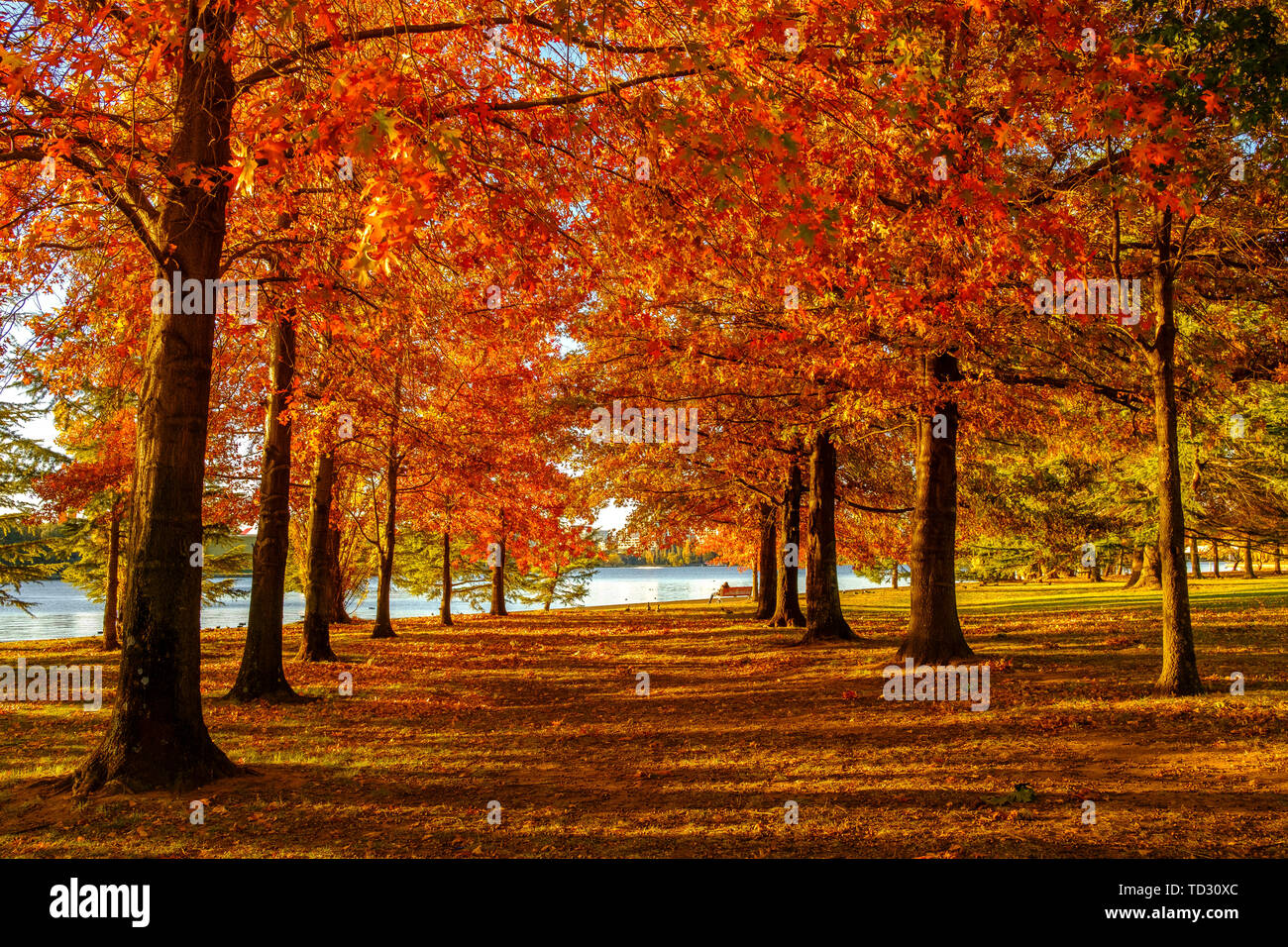 Bright red autumn leaves on a line of trees at Nara Peace Park Canberra ACT. Stock Photo