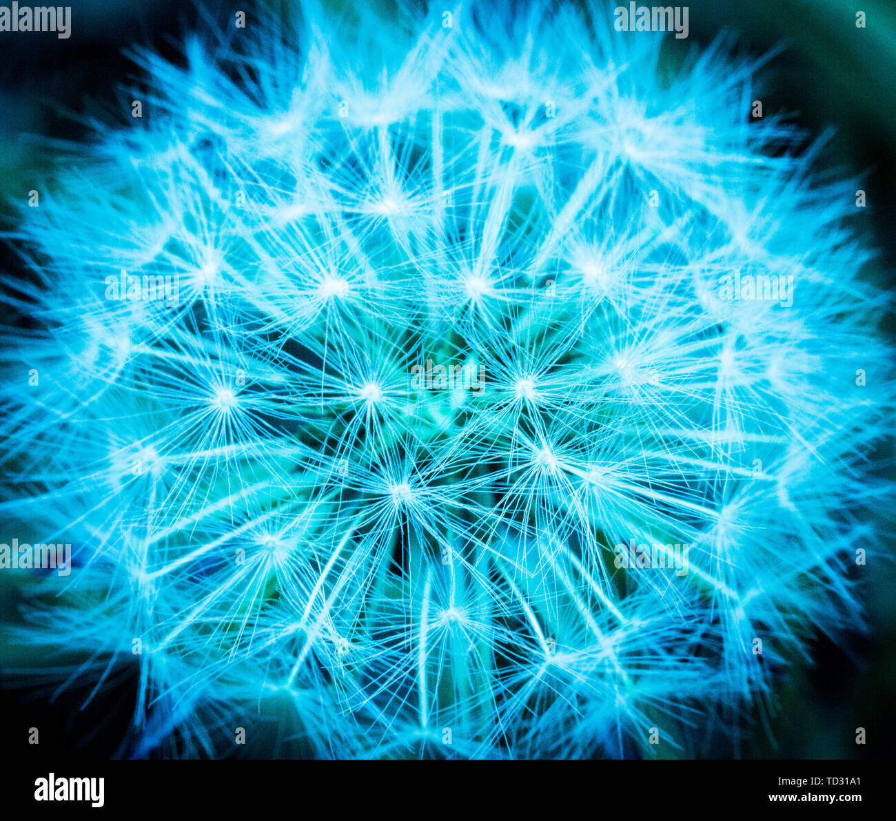 Macro, close-up photography of dandelion clock in neon blue, turquoise, teal color. Stock Photo
