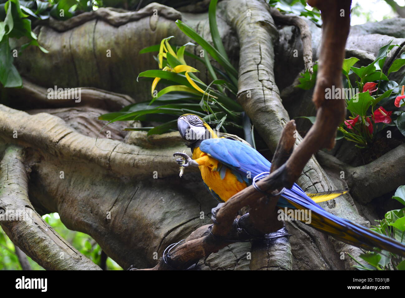 Safari animals HD big picture parrot Stock Photo - Alamy