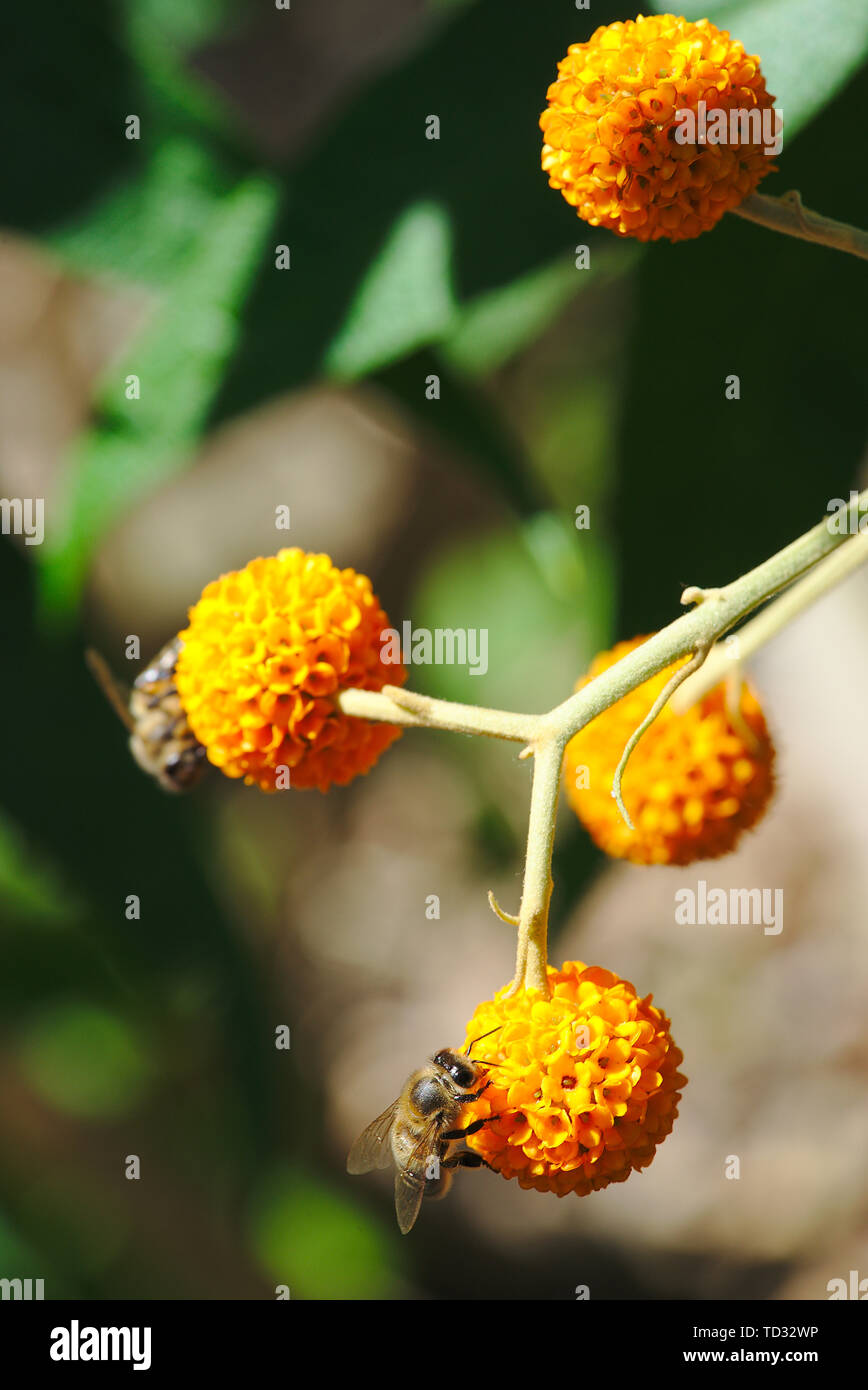 Yellow Buddleia Stock Photos Yellow Buddleia Stock Images Alamy