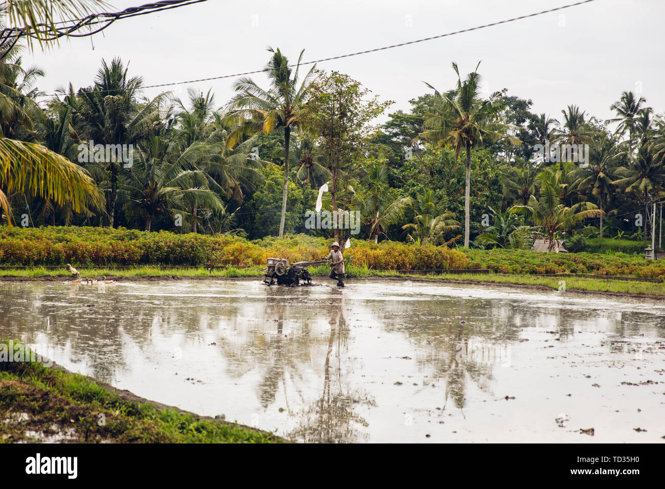 TUKAD, INDONESIA - JANUARY 28, 2019: Unidentified man plowing wet rice paddy with tilling machine on Bali island, Indonesia. Indonesia is 3rd largest  Stock Photo