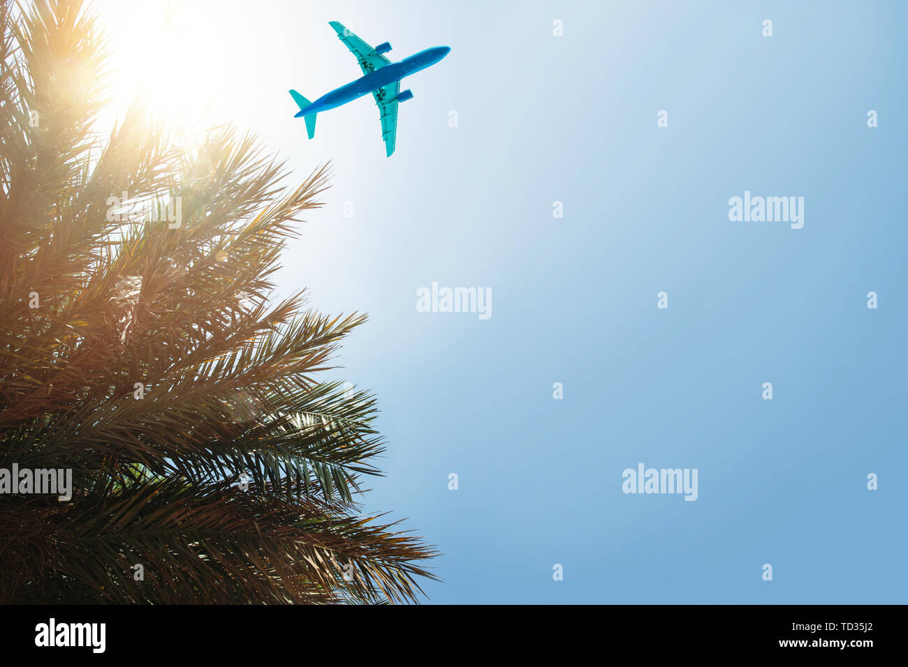 plane and Palm background with sky and sun light Stock Photo