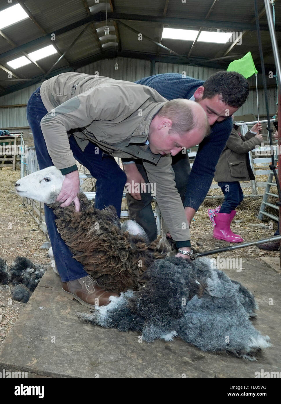 The Duke of Cambridge taking part in sheep shearing with Jack Cartmel at Deepdale Hall Farm, a traditional fell sheep farm, in Patterdale, Cumbria. Stock Photo