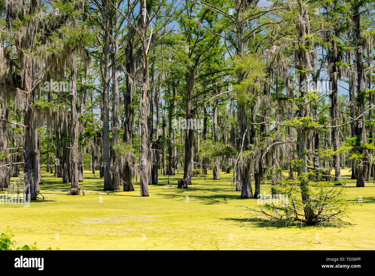 Yazoo City, Mississippi - Spanish moss growing on bald cypress trees in a swamp in the Mississippi Delta. Stock Photo