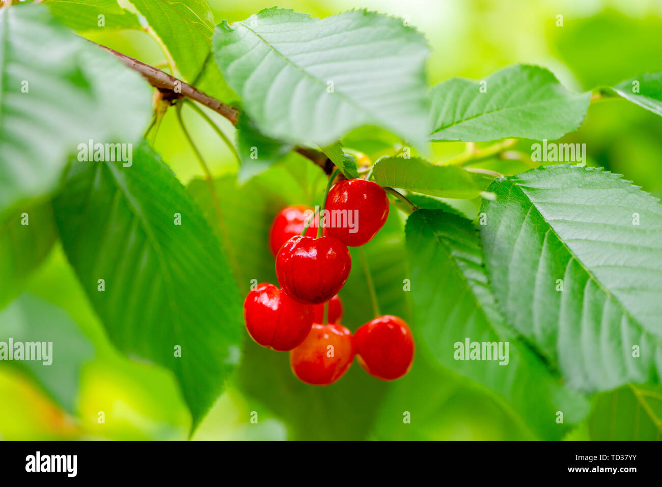 Cha Li Zi 7 Stock Photo - Alamy