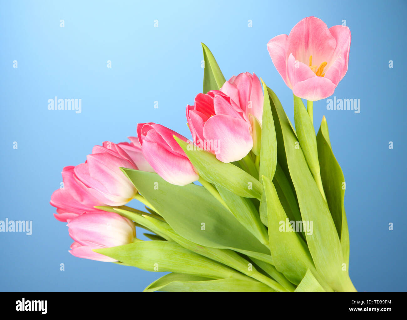 Pink tulips on blue background Stock Photo - Alamy