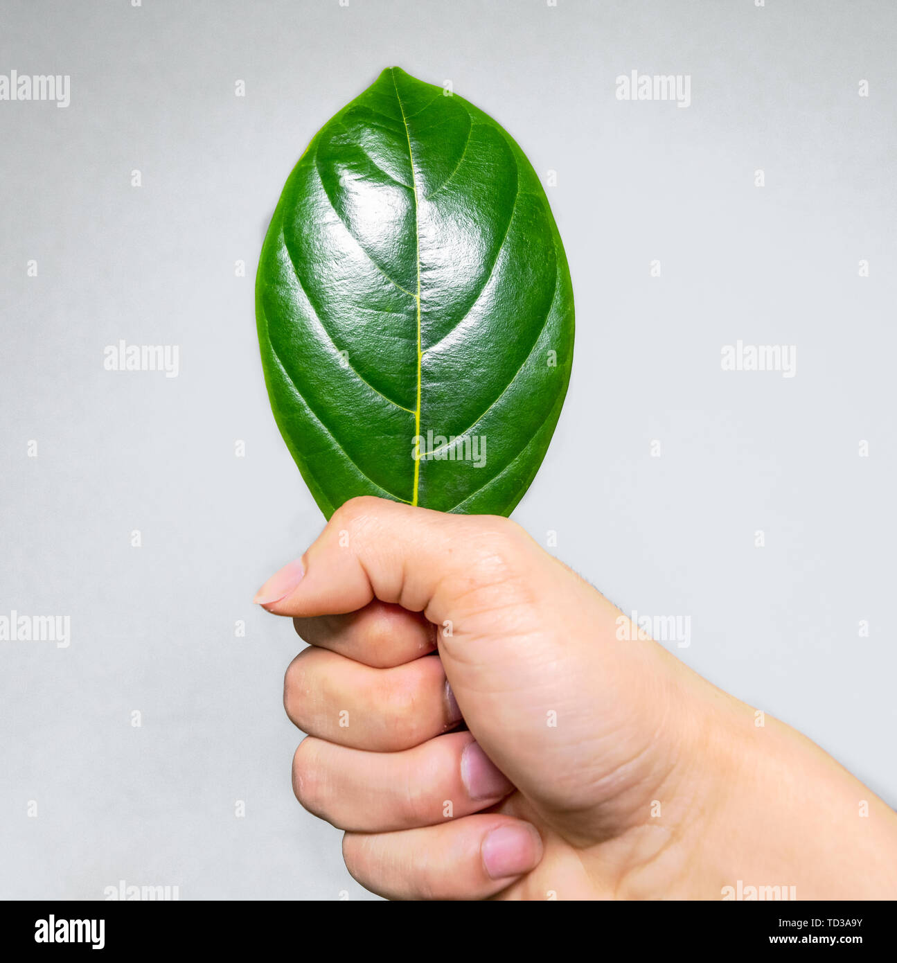 A jackfruit leaf. Stock Photo