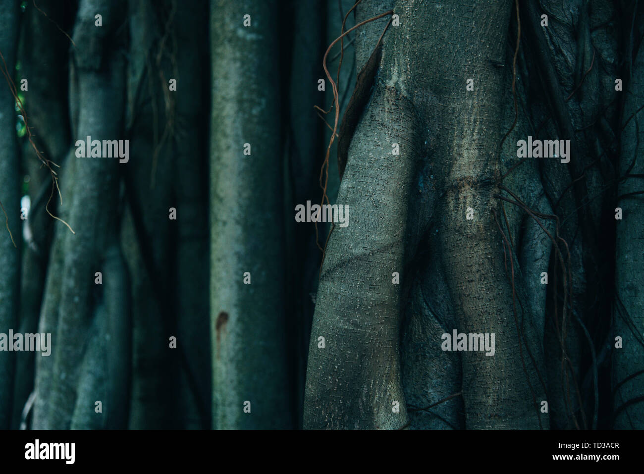 Tree Trunk And Root Background. Nature concept Stock Photo - Alamy