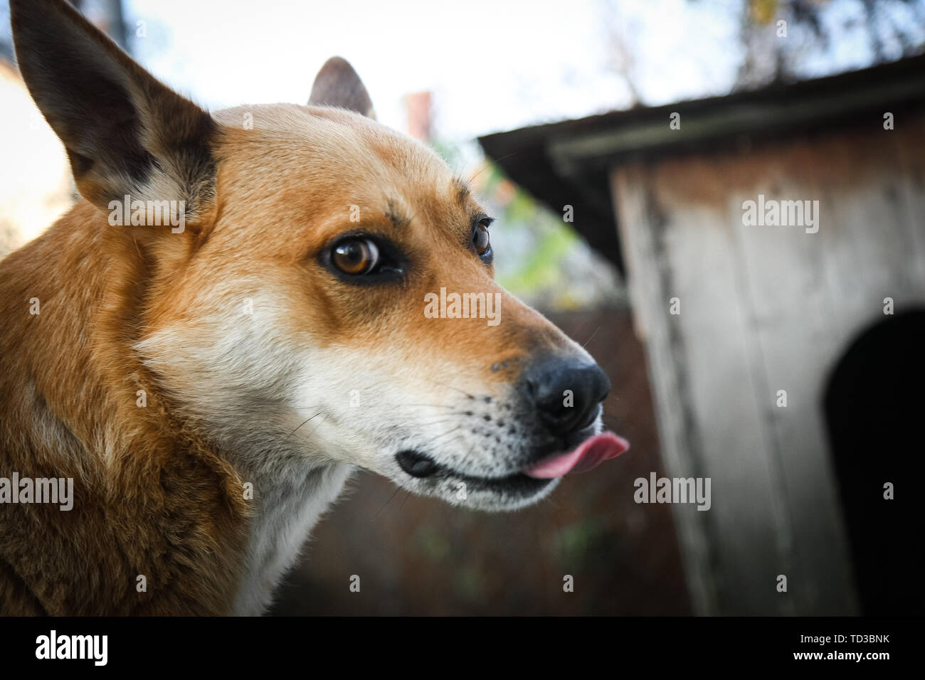 Funny and happy red dog shows the tongue Stock Photo