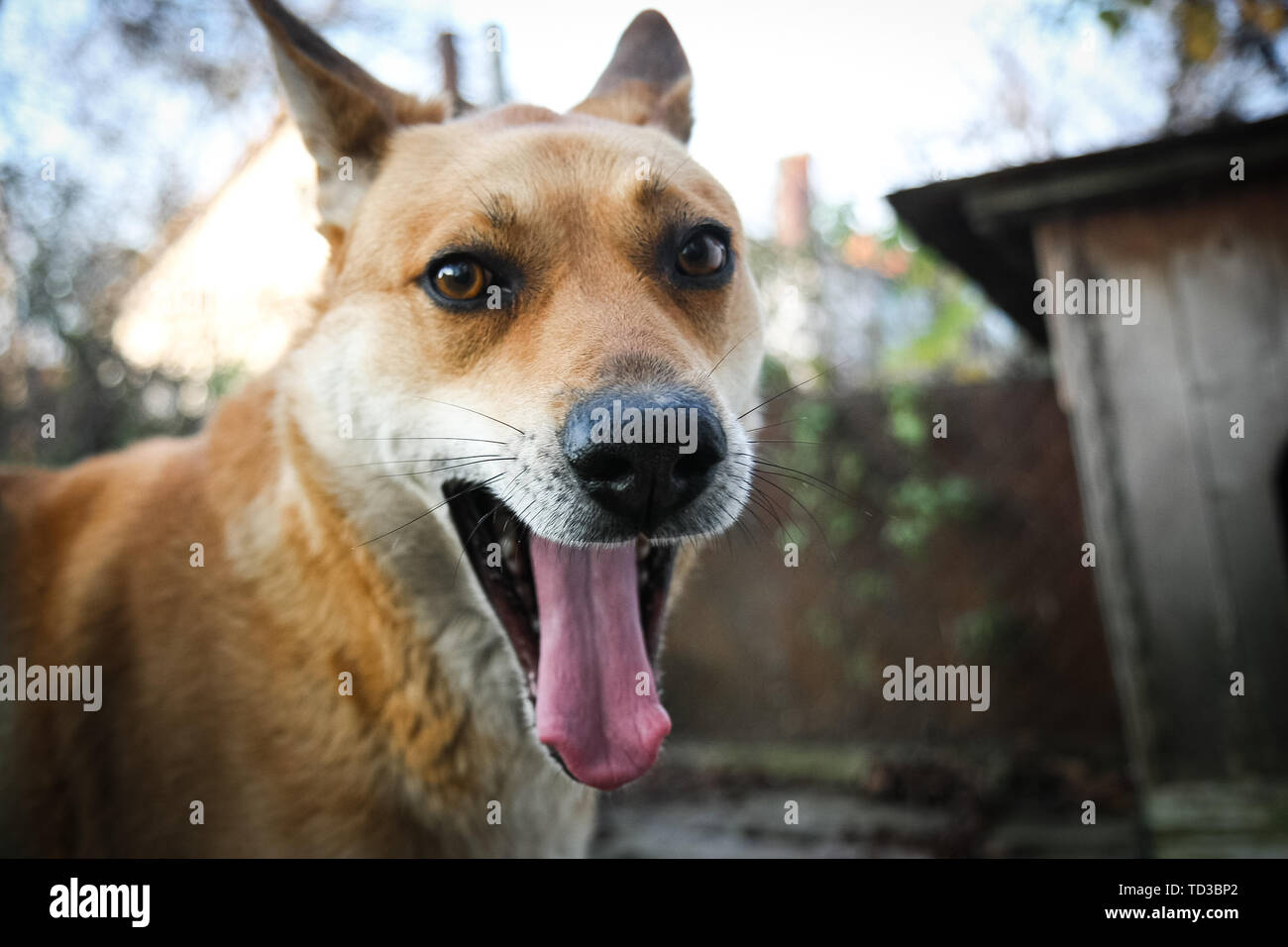 Why Is My Dogs Tongue Red