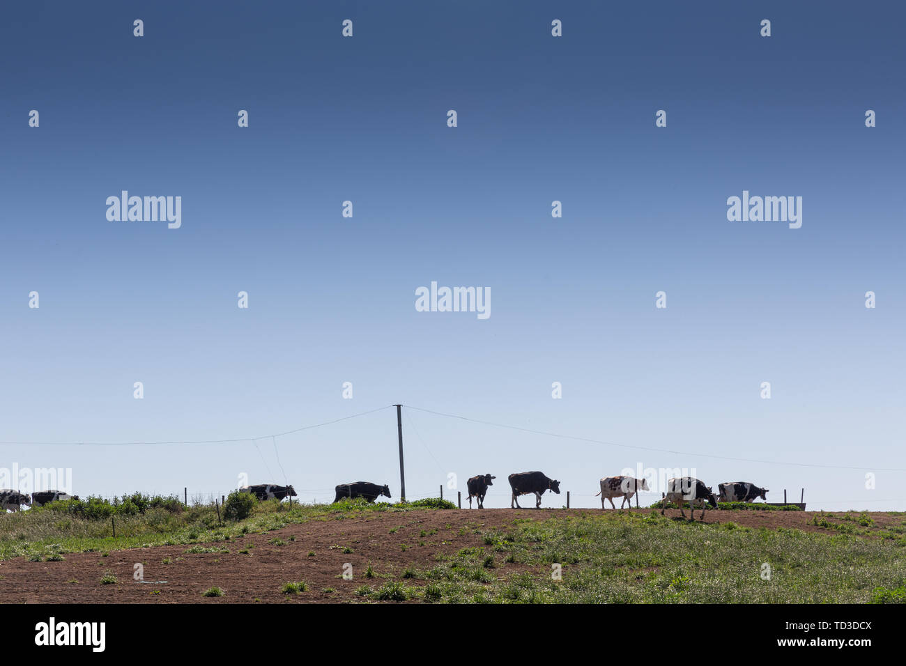 Dairy cows of the Holstein breed Friesian, grazing on green field Stock ...