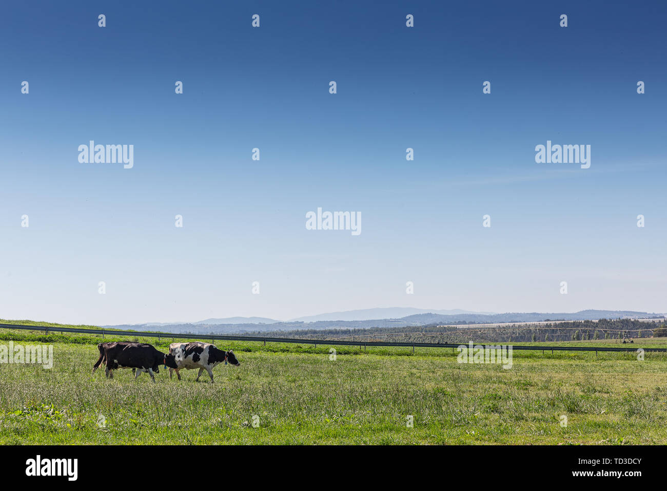 Dairy cows of the Holstein breed Friesian, grazing on green field Stock ...