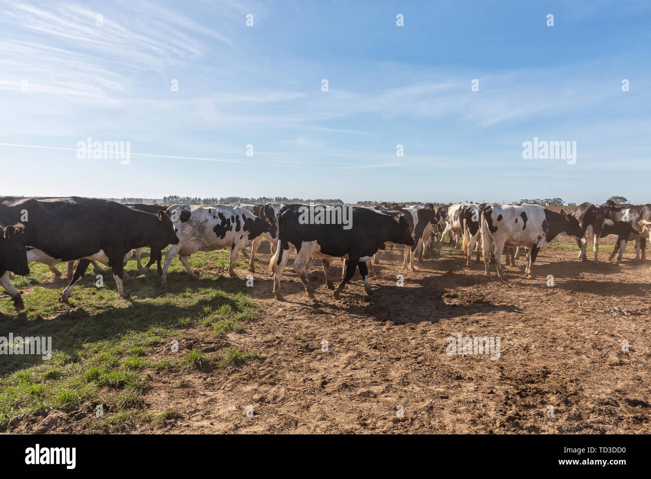 Dairy cows of the Holstein breed Friesian, grazing on green field Stock ...