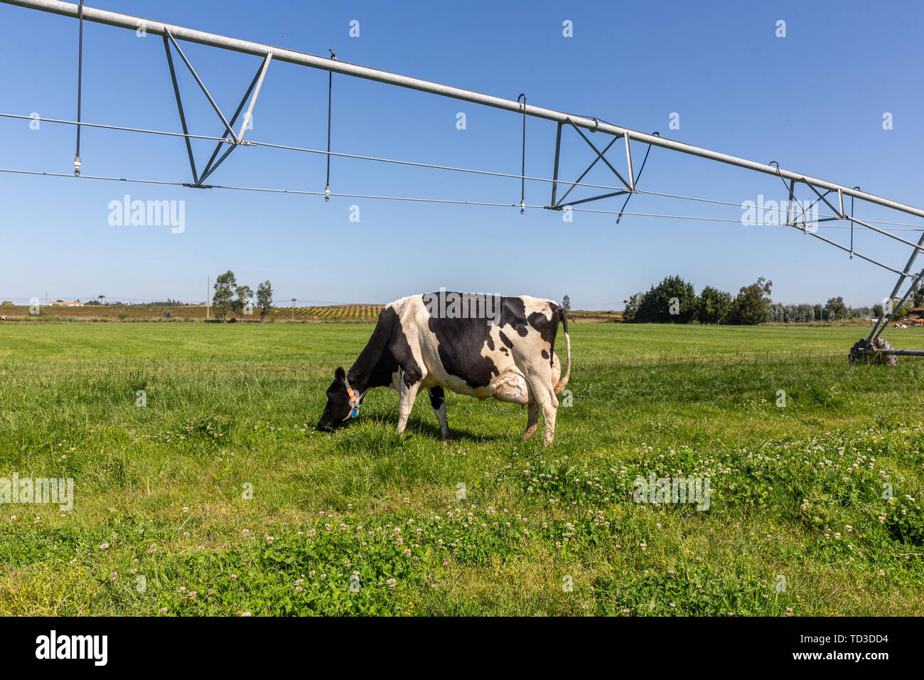 Dairy cows of the Holstein breed Friesian, grazing on green field Stock ...