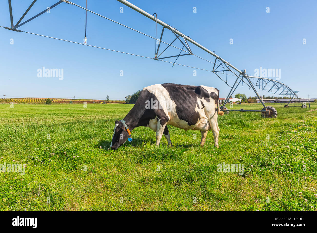 Dairy cows of the Holstein breed Friesian, grazing on green field Stock ...