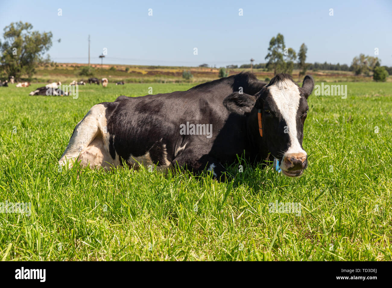 Dairy cows of the Holstein breed Friesian, grazing on green field Stock ...