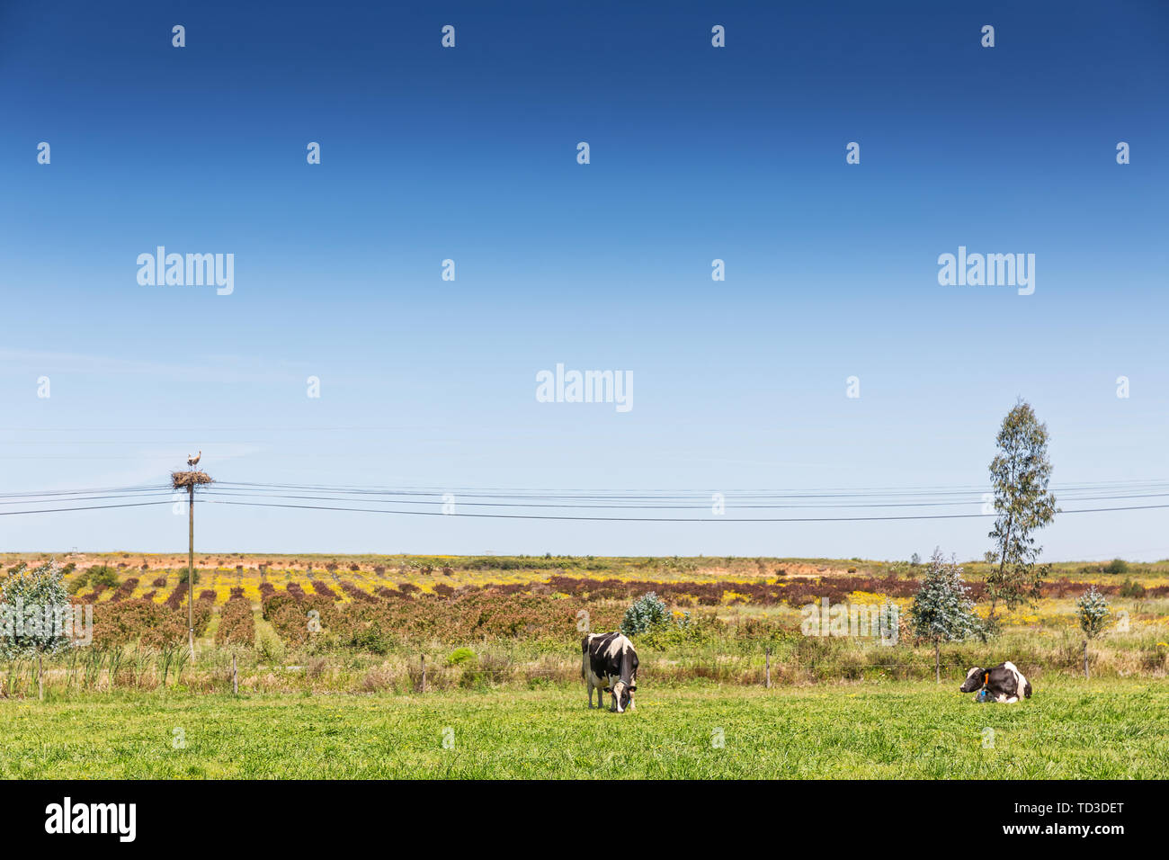 Dairy cows of the Holstein breed Friesian, grazing on green field Stock ...