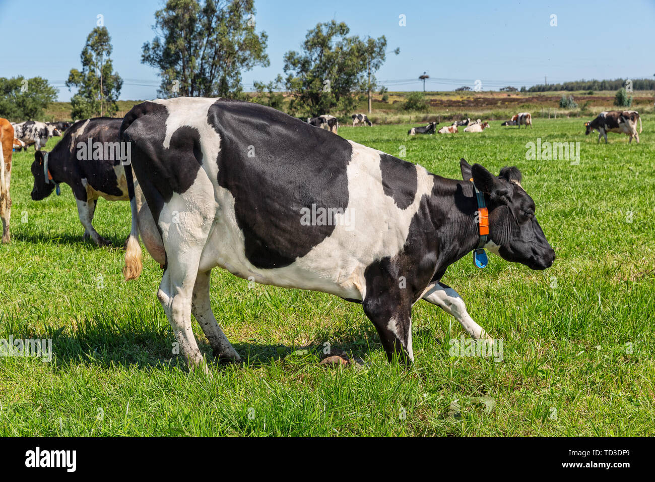 Dairy cows of the Holstein breed Friesian, grazing on green field Stock ...