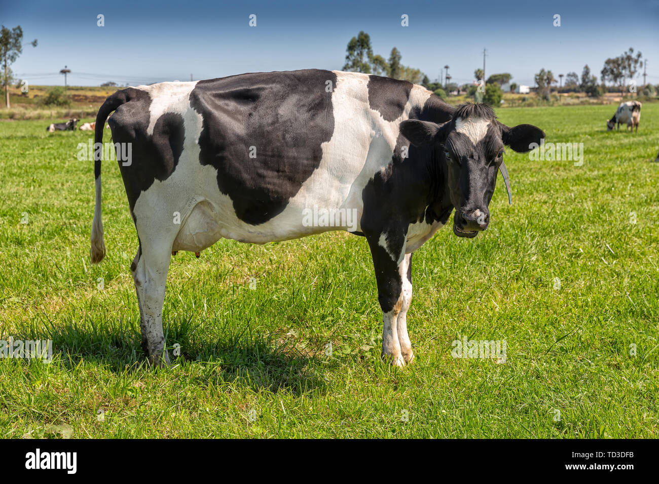 Dairy cows of the Holstein breed Friesian, grazing on green field Stock ...