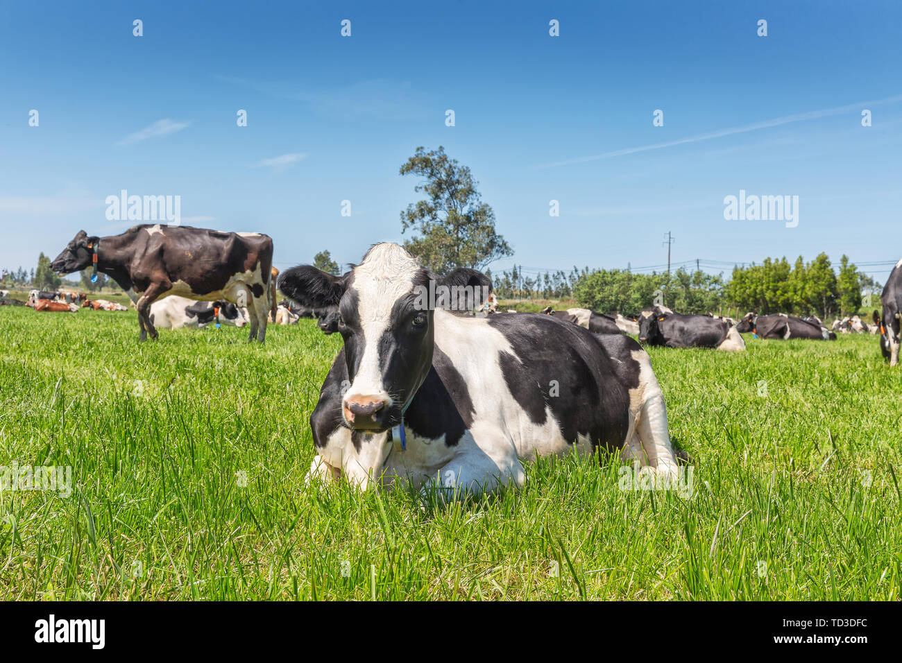 Dairy cows of the Holstein breed Friesian, lying on green field Stock ...