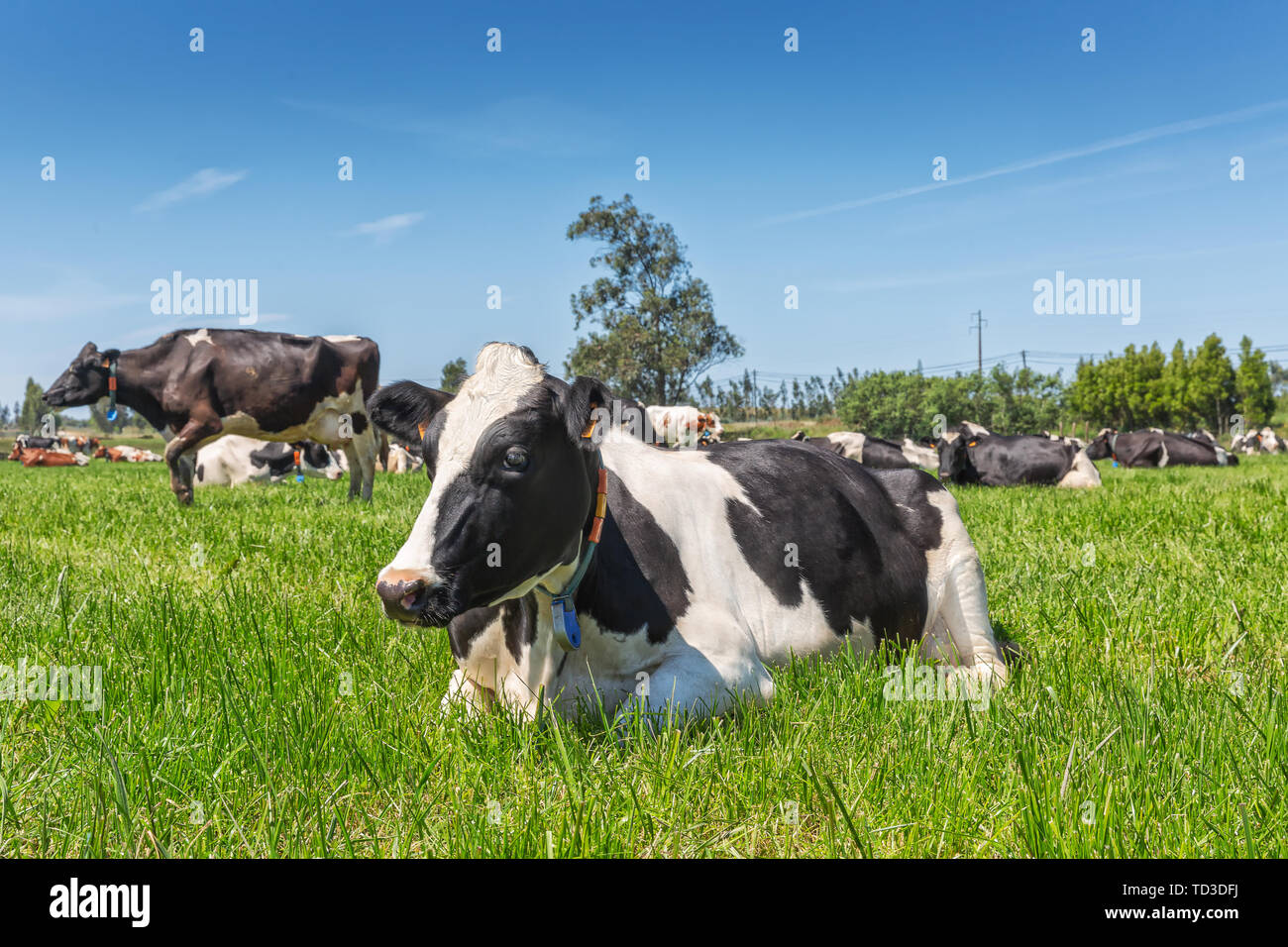 Dairy cows of the Holstein breed Friesian, lying on green field Stock ...