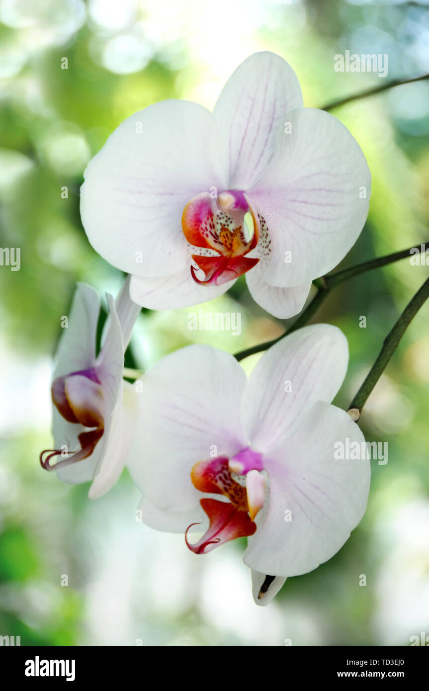Three white orchids in the natural environment Stock Photo