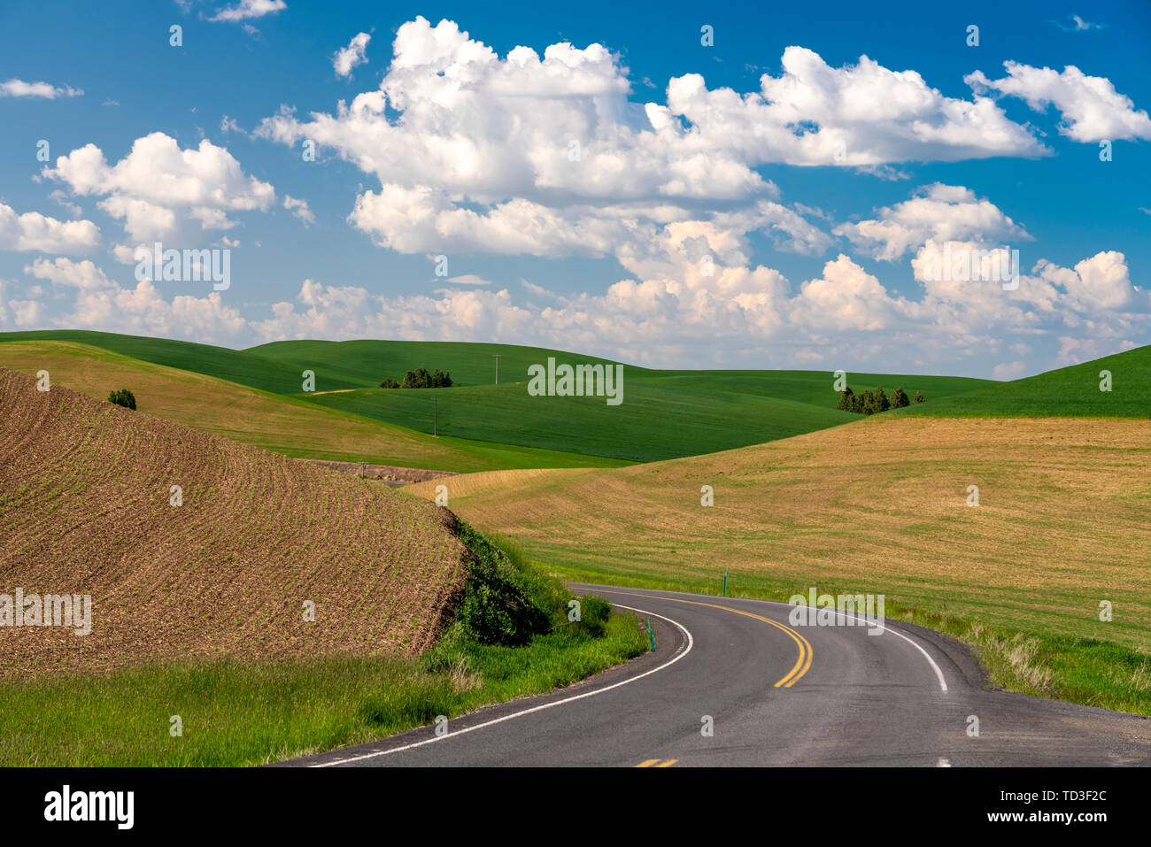 Rolling hills and grain field patterns of the Palouse, Washington, USA, Stock Photo