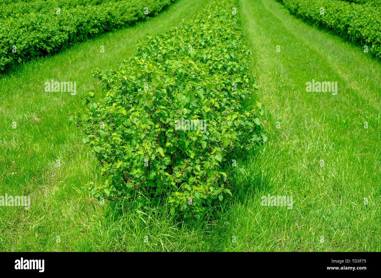 Currant Rows Even rows bushes green hi-res stock photography and images - Alamy
