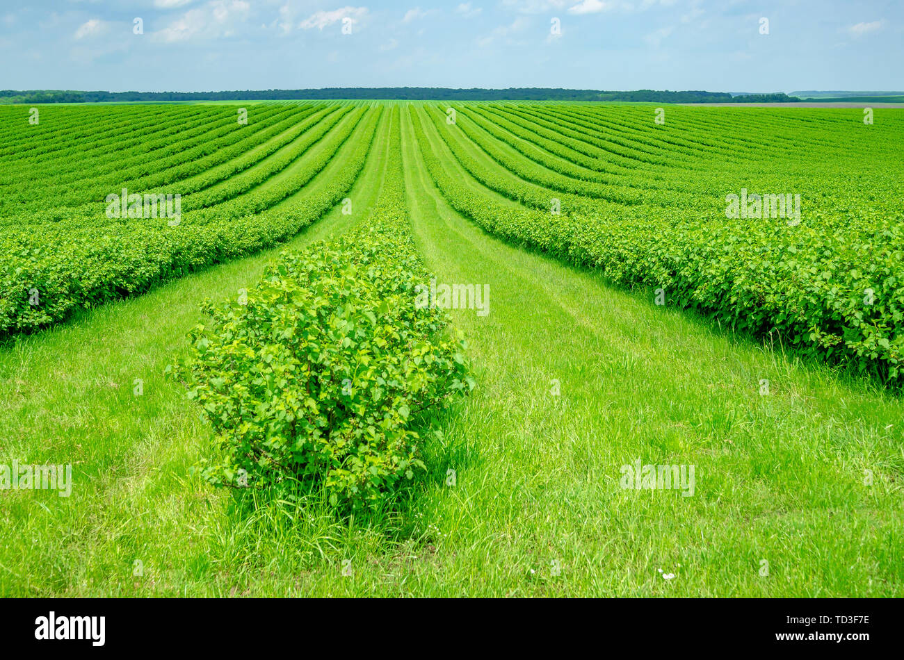 Currant Rows Field is planted with rows of bushes of black currant. Agriculture ...