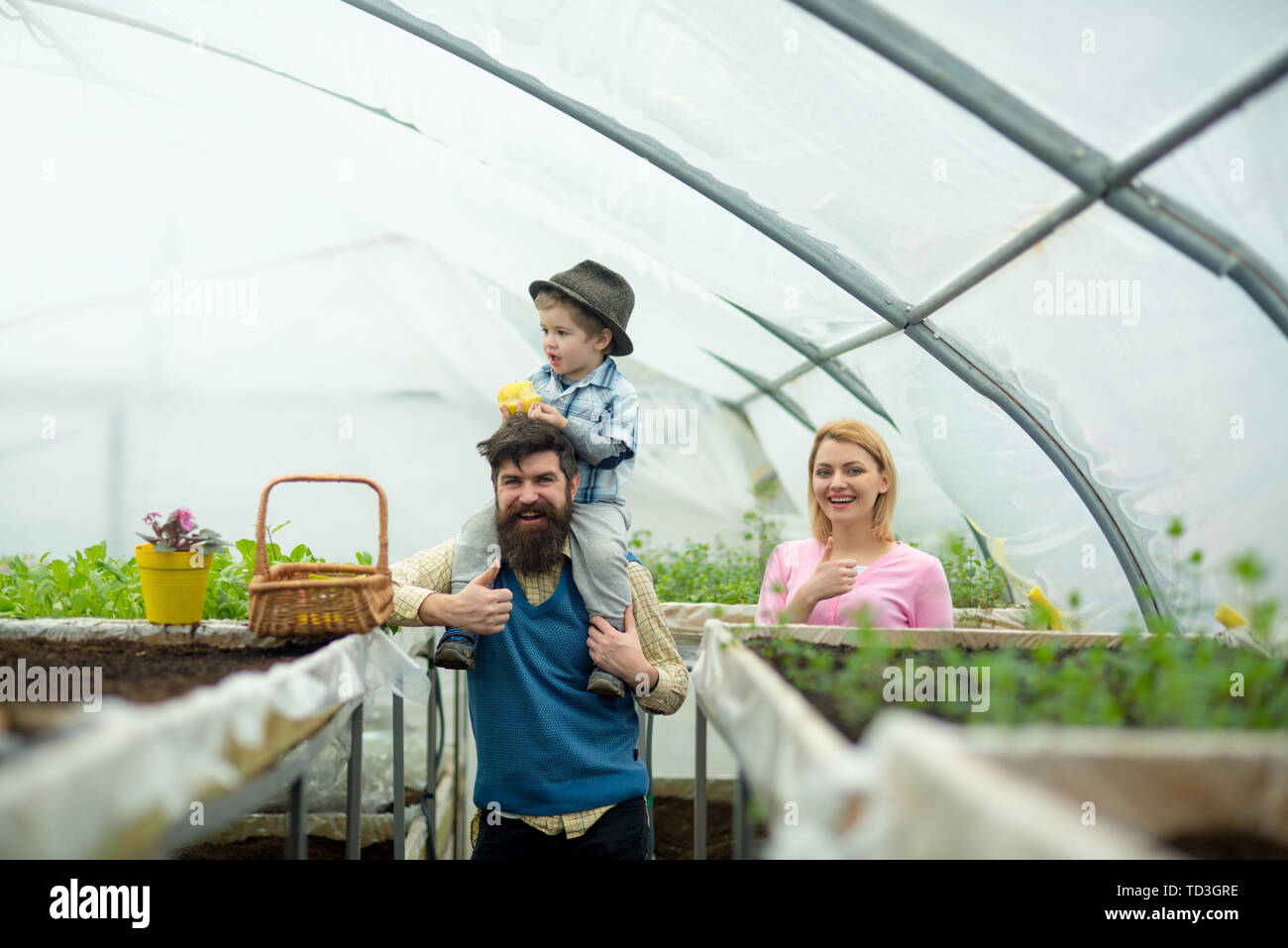 glasshouse. family work in glasshouse. glasshouse farming with happy family. glasshouse planting