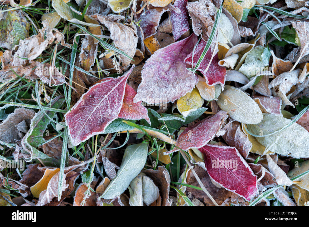 Frozen leaves on the ground hi-res stock photography and images - Alamy