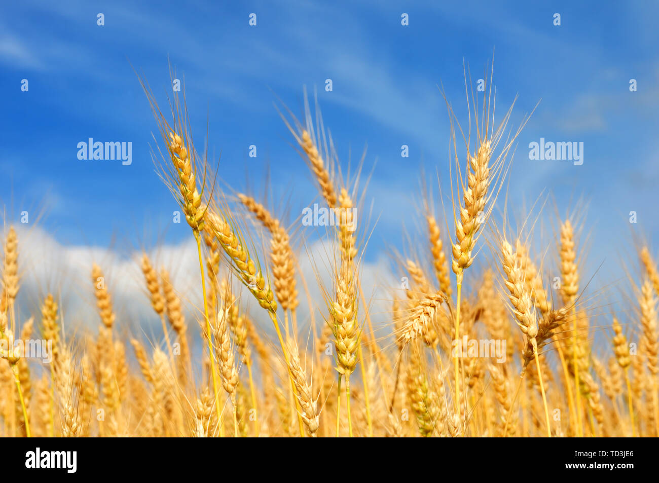 Golden wheat ears against blue sky with clouds Stock Photo - Alamy