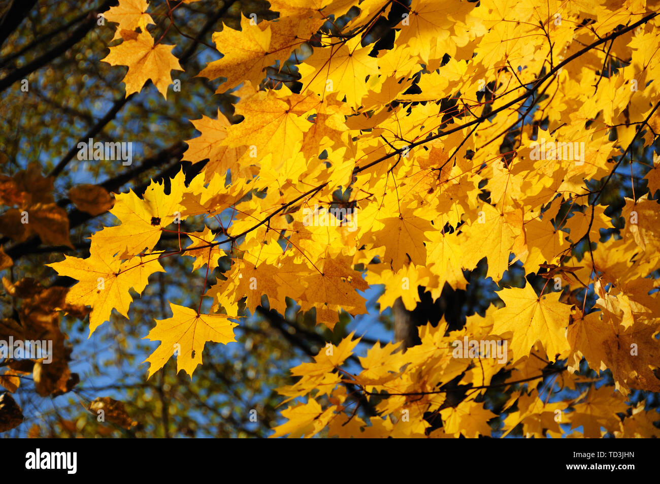 Canadian gold maple leaf hi-res stock photography and images - Alamy