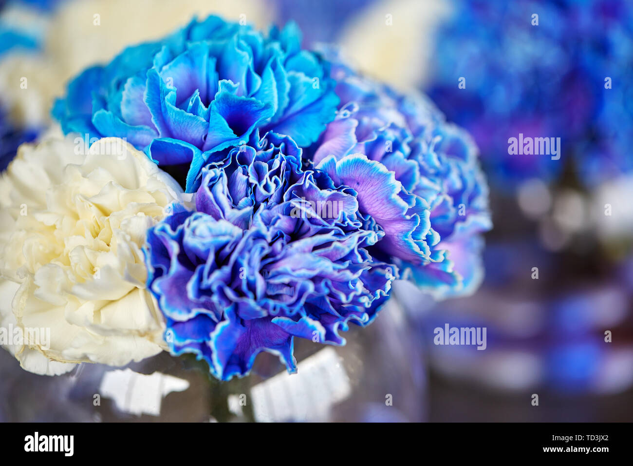 Blue carnation colorful daisy daisy hires stock photography and images