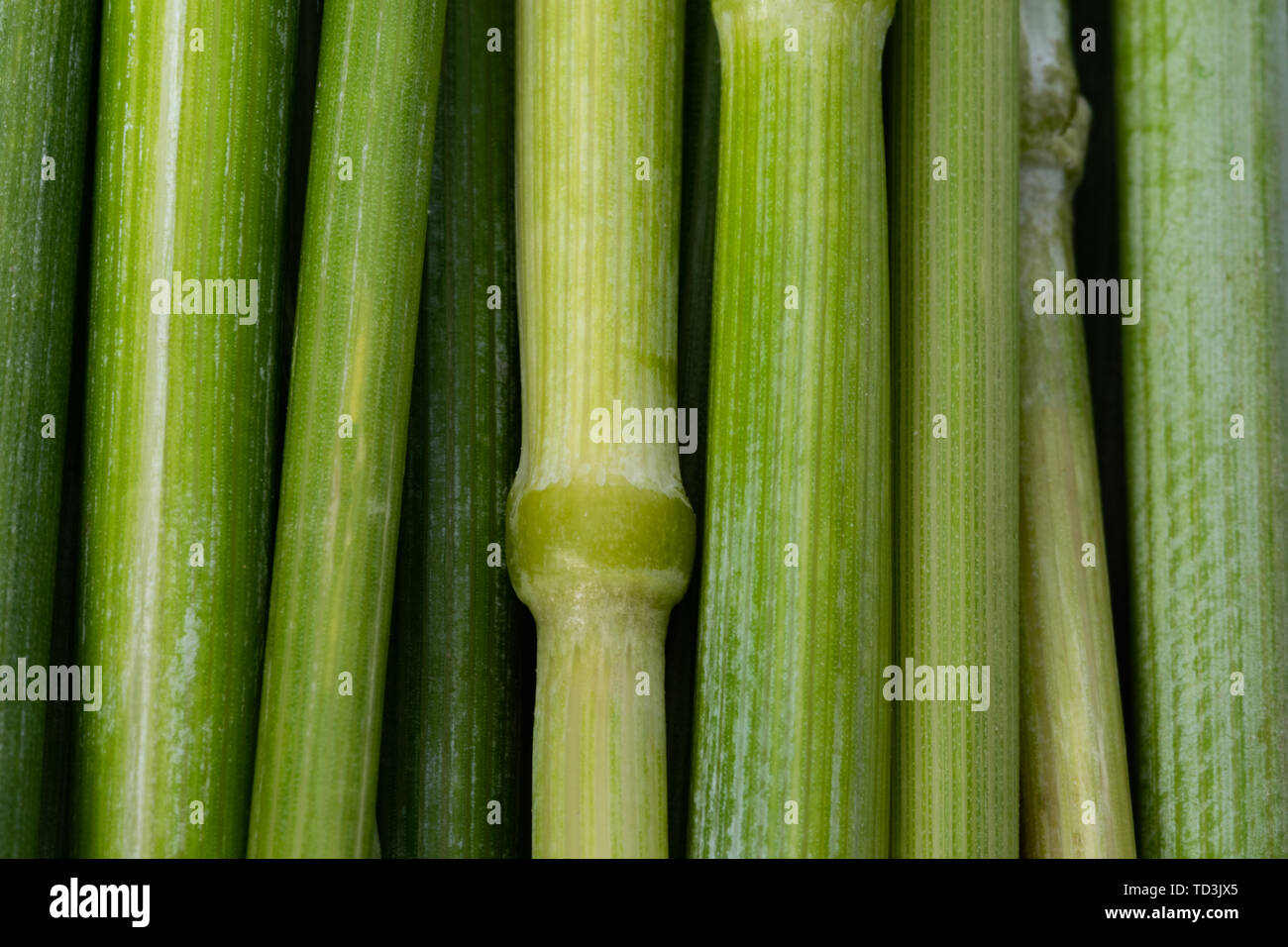Plants characteristic structure hi-res stock photography and images - Alamy