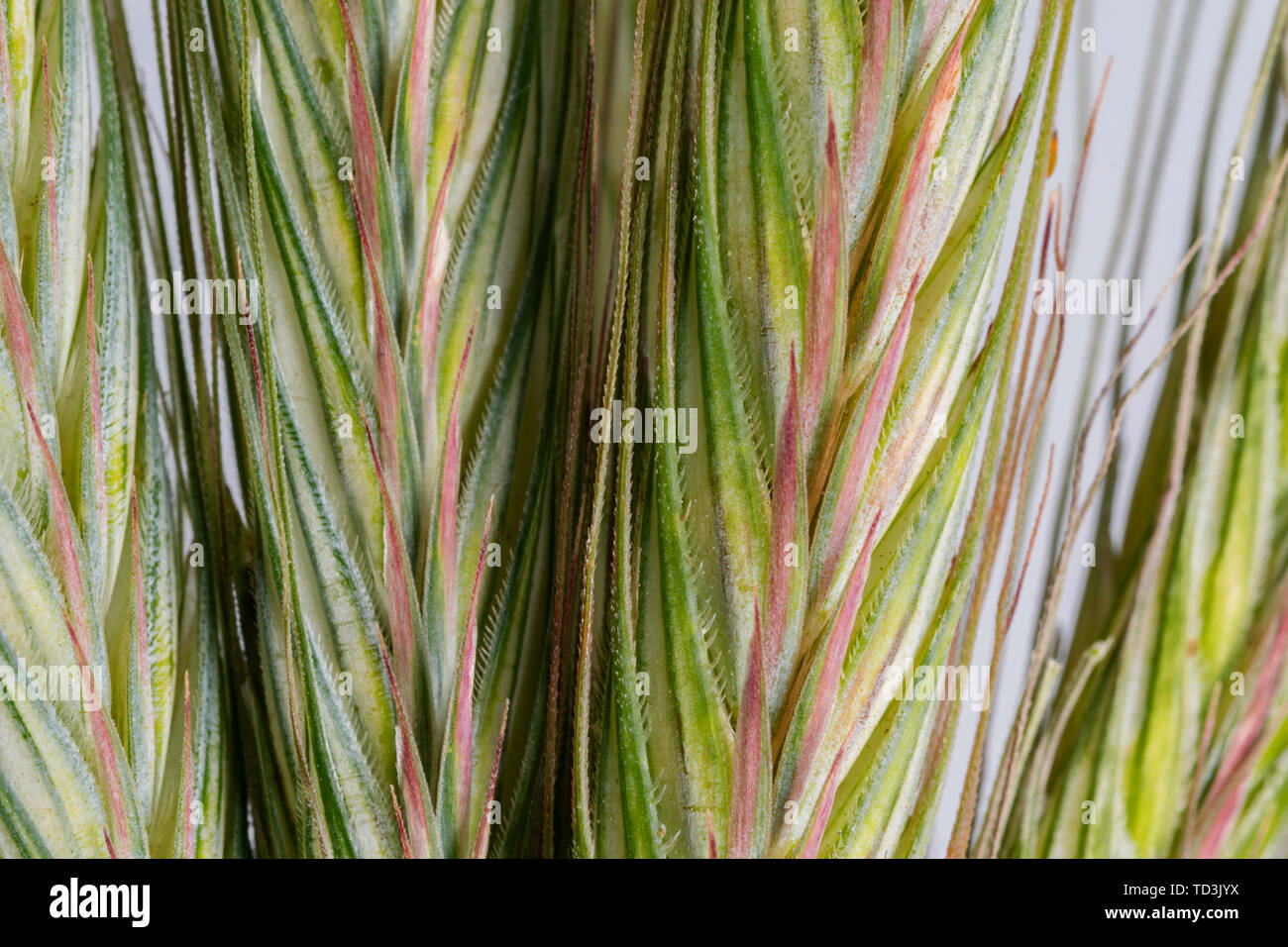 Parts of rye hi-res stock photography and images - Alamy
