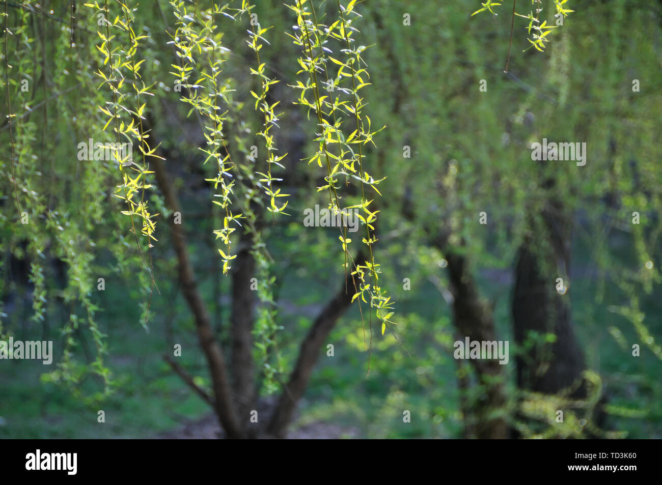weeping willow tree branches with fresh new leafs in the park Stock ...