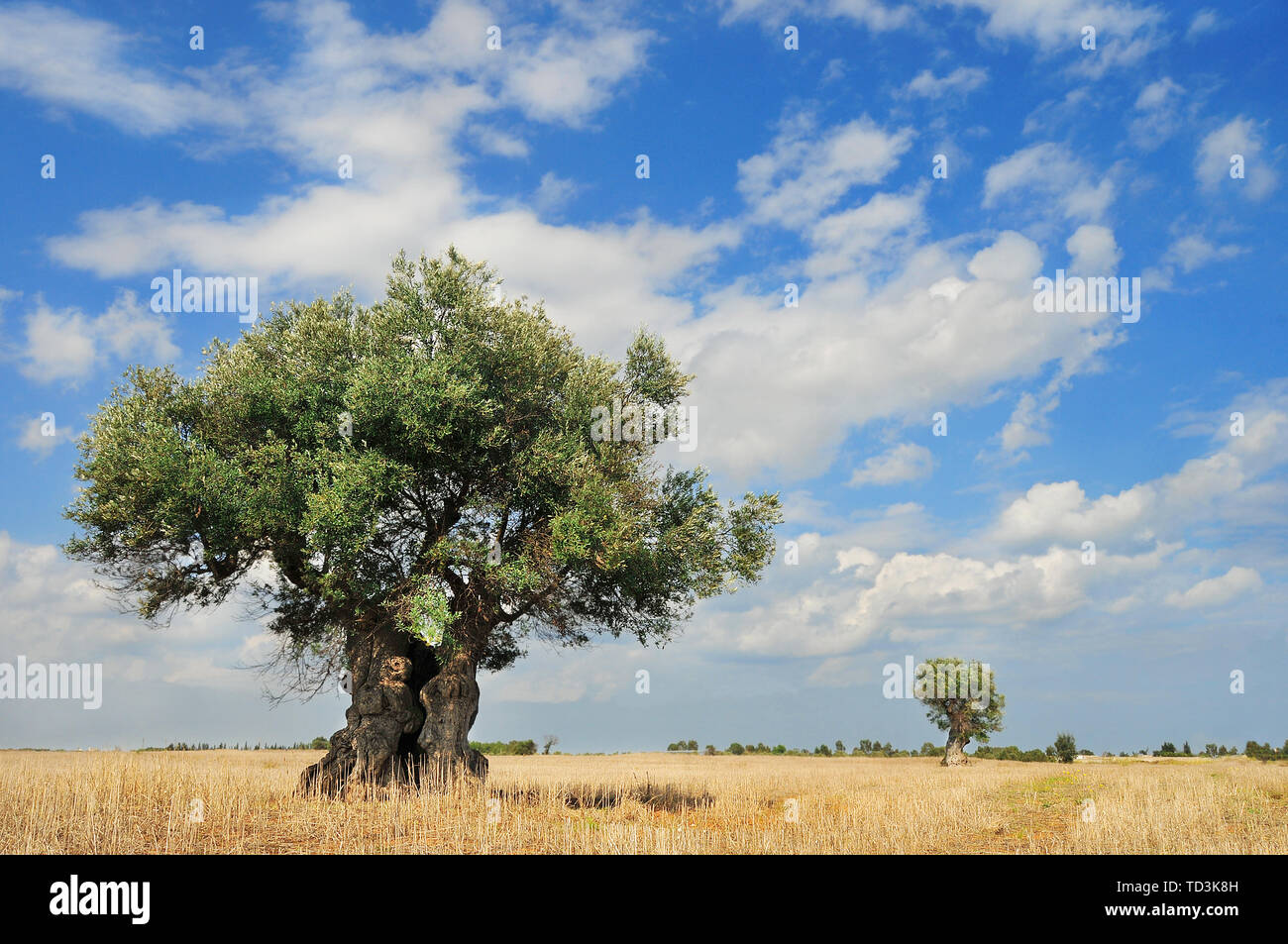 Sicily olive tree hires stock photography and images Alamy
